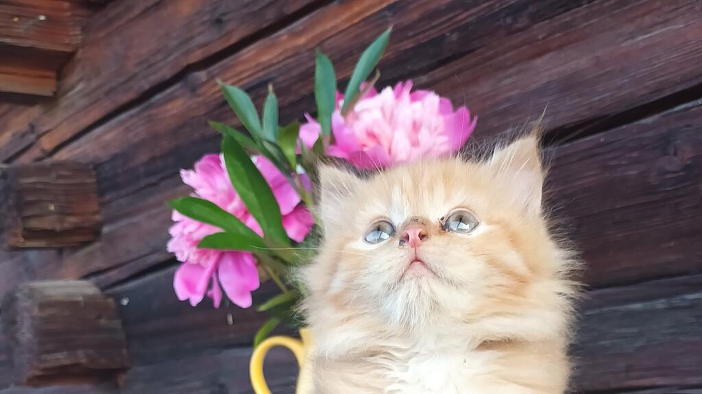 Weltkatzentag 2025