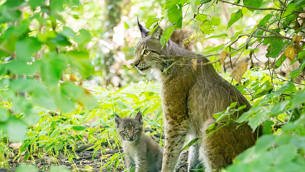 Luchs-Drillinge im Tiergarten Schönbrunn