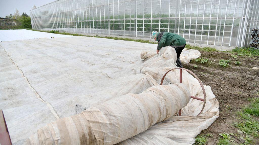 Kampf gegen Frost in Wals