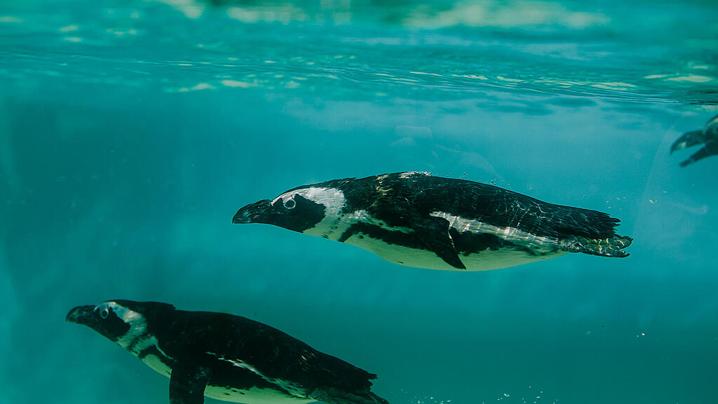 Zoo Salzburg, Brillenpinguin, Pinguin