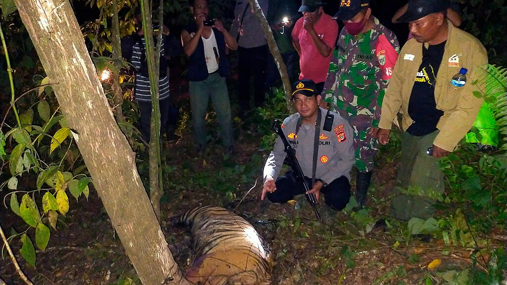 Sumatra-Tiger