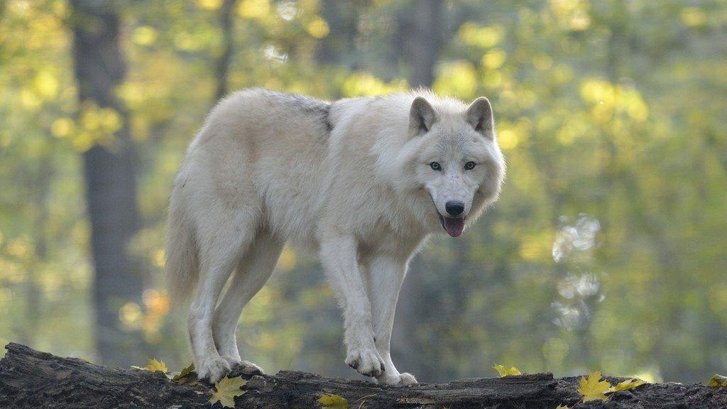 Die Erdmännchen sind die beliebtesten Tiere in Schönbrunn
