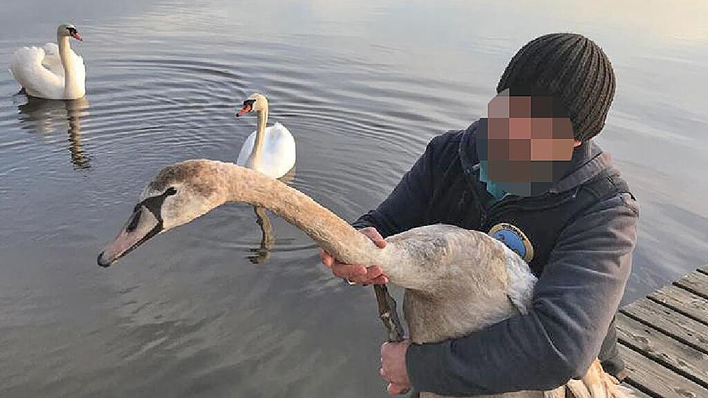 schwan2.jpg