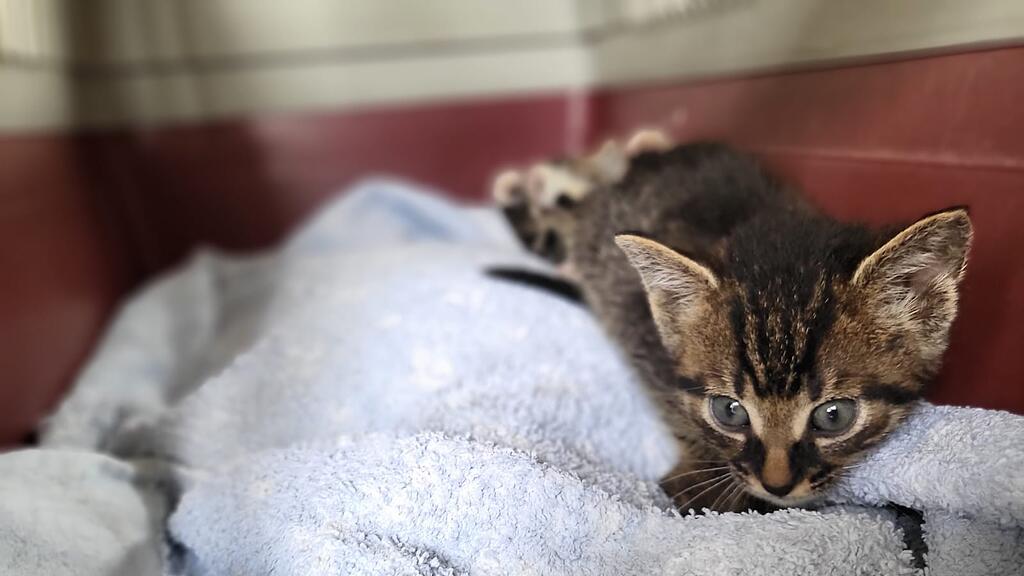 Ausgesetzte Katzen Pfotenhilfe