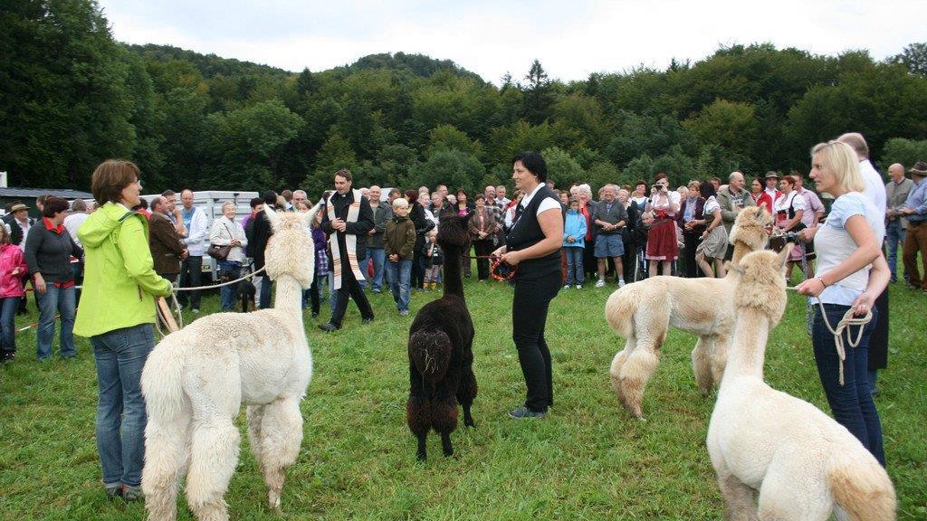 Alpaka-Fest in Adnet