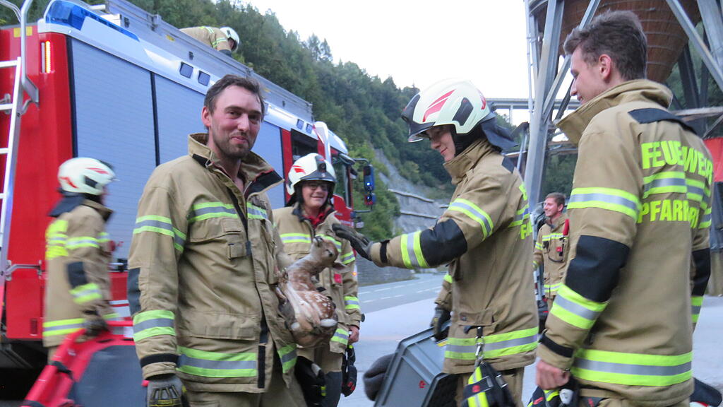 Rehkitz Pfarrwerfen