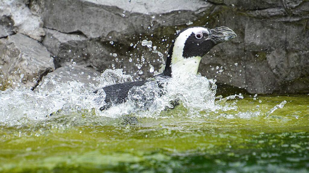 Brillenpinguine, Zoo Salzburg