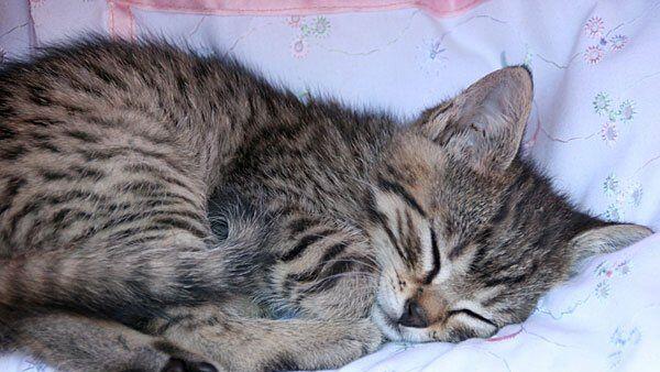 Der Verurteilte soll eine getigerte Katze geschlachtet und verspeist haben.