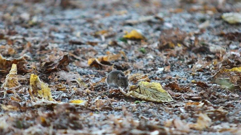 Herbstlicher Mönchsberg