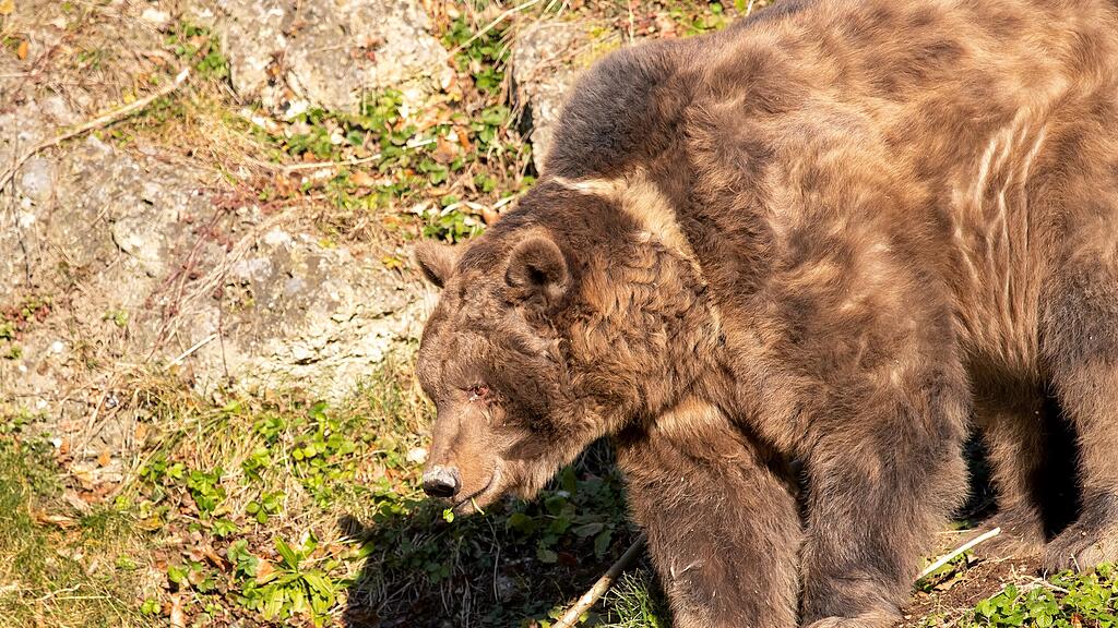 Salzburger Braunbär Aragon läutet den Frühling ein