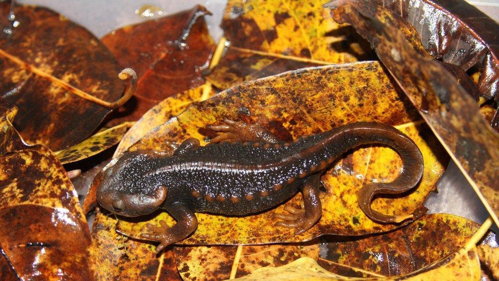Die schrägsten neuentdeckten Tiere