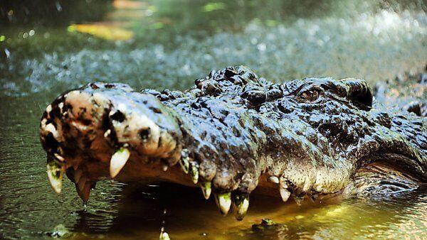 Das Krokodil wurde nach dem Vorfall getötet