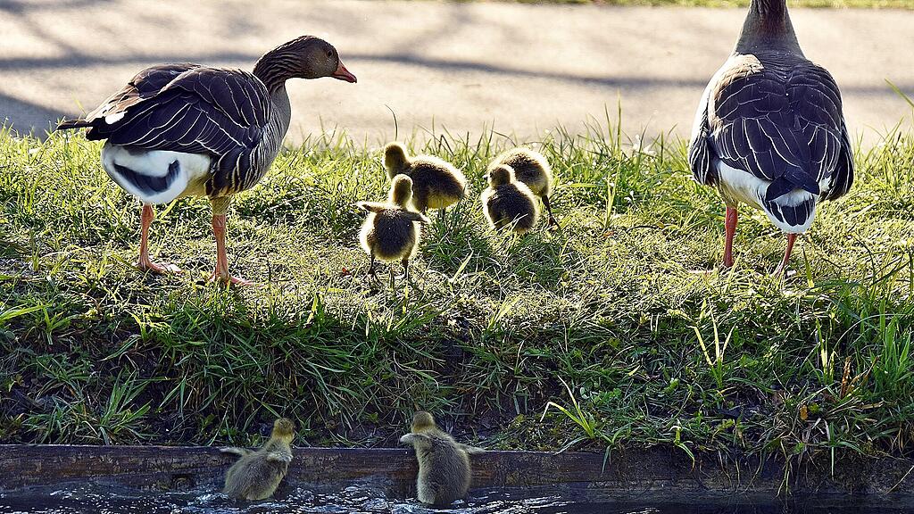 Enten Leopoldskron