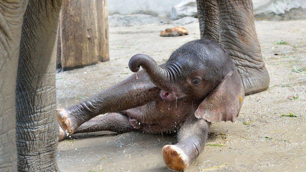 Die Tierbilder der Woche