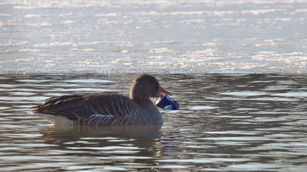 Leopoldskroner Weiher: Gans quält sich mit Getränkedose