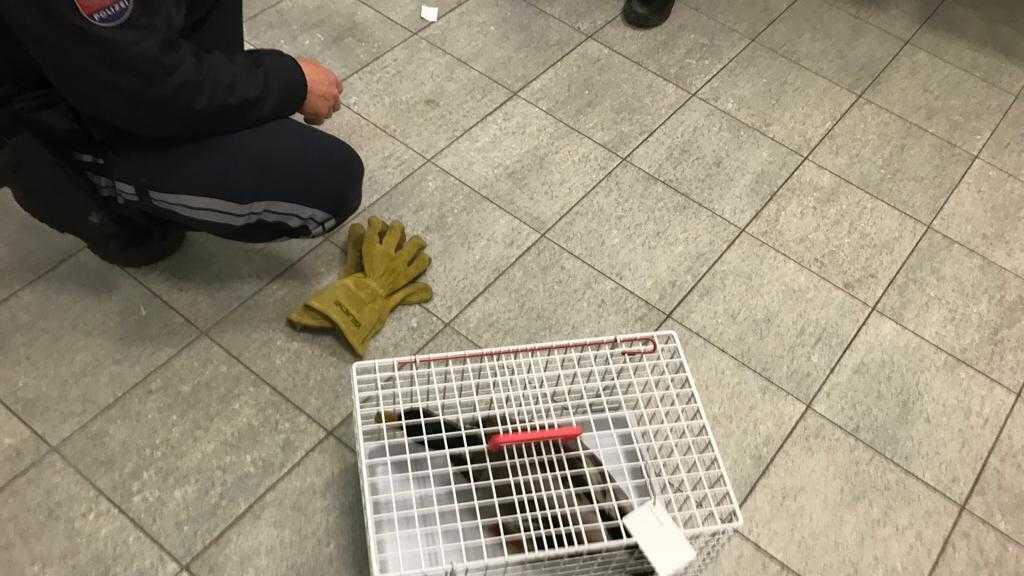 Entenquäler in der Stadt Salzburg