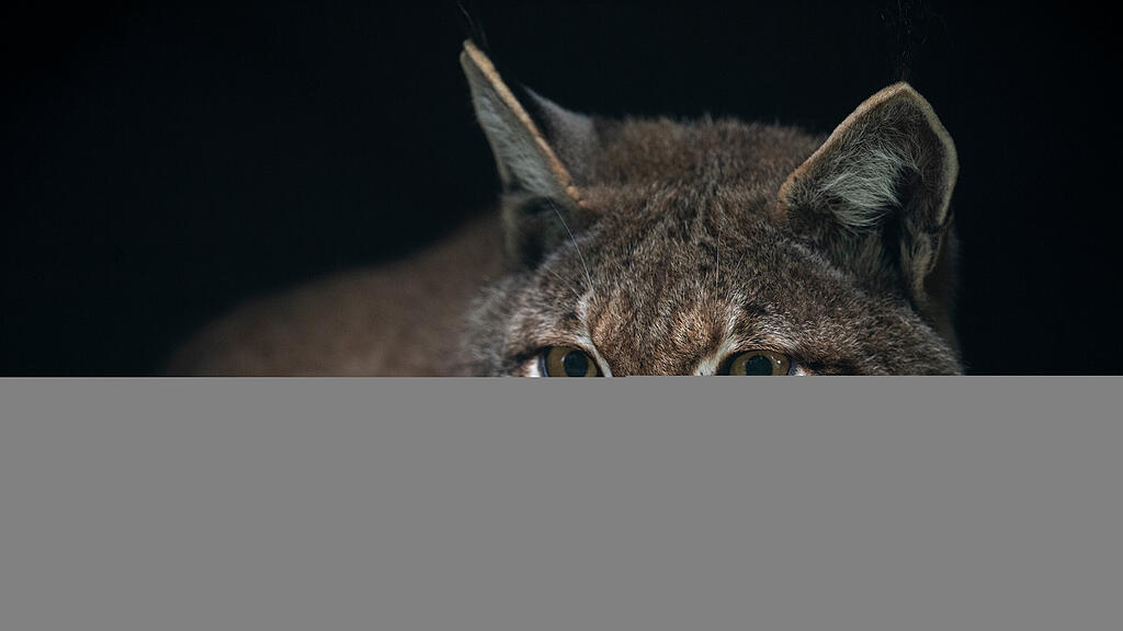 Baby-Luchs, Ferleiten