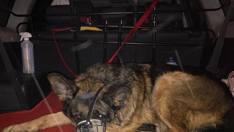 Tierrettung Schäferhund Herakles