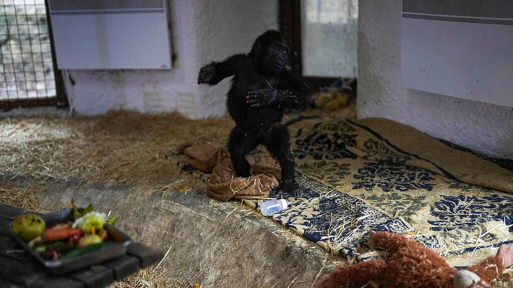 Gorillababy am Istanbuler Flughafen