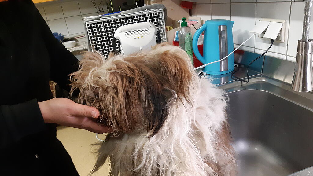 Verwahrloster Hund in Wald ausgesetzt