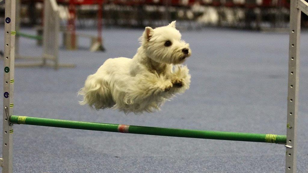 Festival der Hunde im Messezentrum Salzburg
