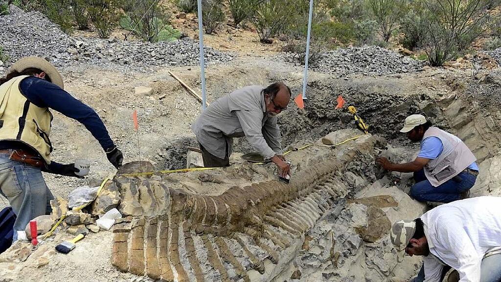 Dino aus der Kreidezeit - Bereits 50 Wirbel freigelegt.