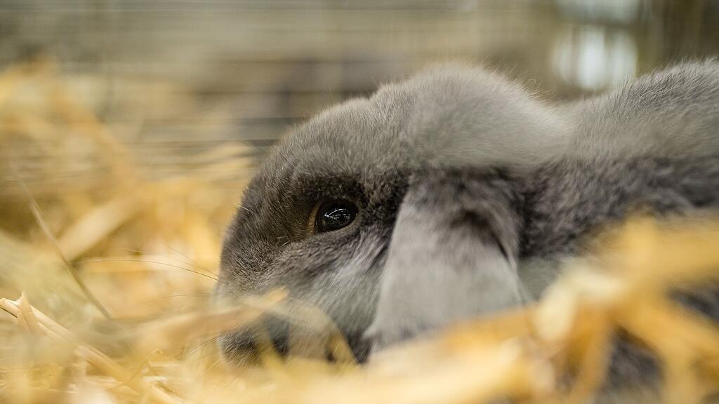 Tierliebhabern wurde viel geboten.