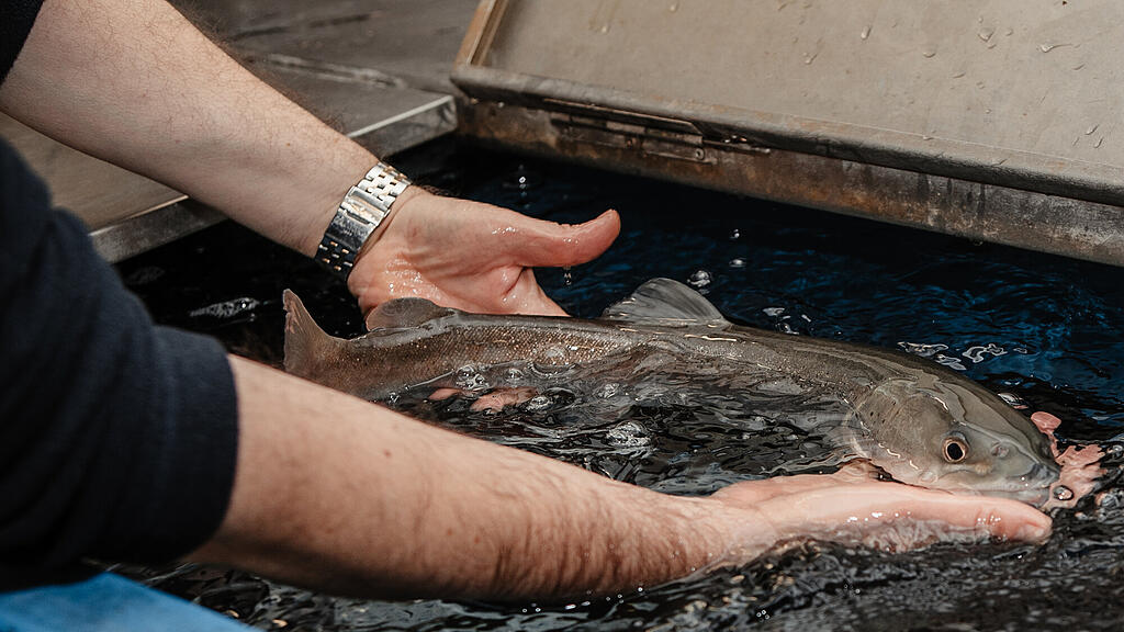 Walter Grüll, Sonntagstalk, Fisch, Fischzüchter