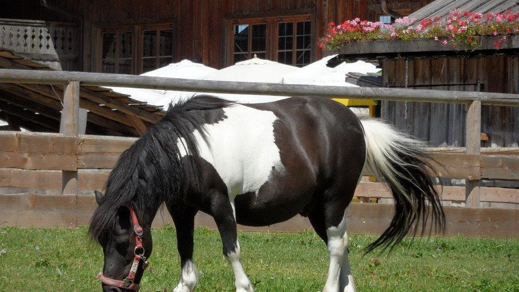 Weitere Tierbilder