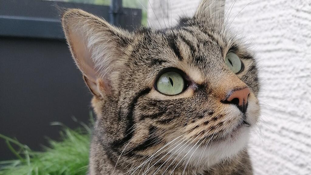 Weltkatzentag 2025