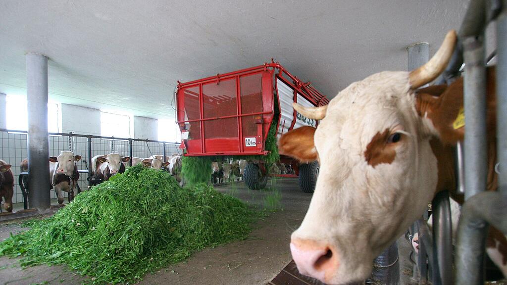 In Milch und Futtermitteln wurde das Gift sichergestellt.