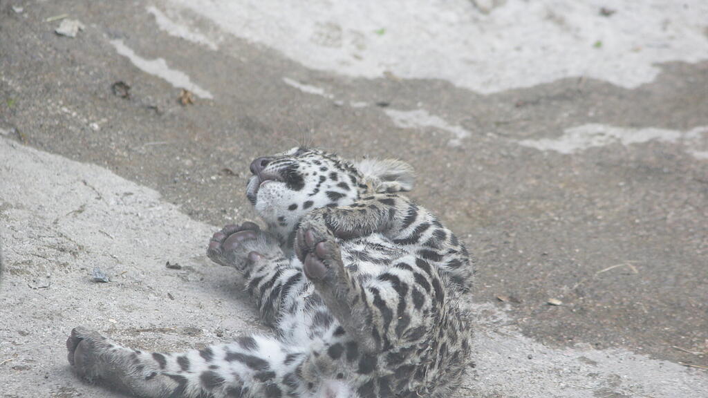 Jaguar-Baby wählt seinen Namen
