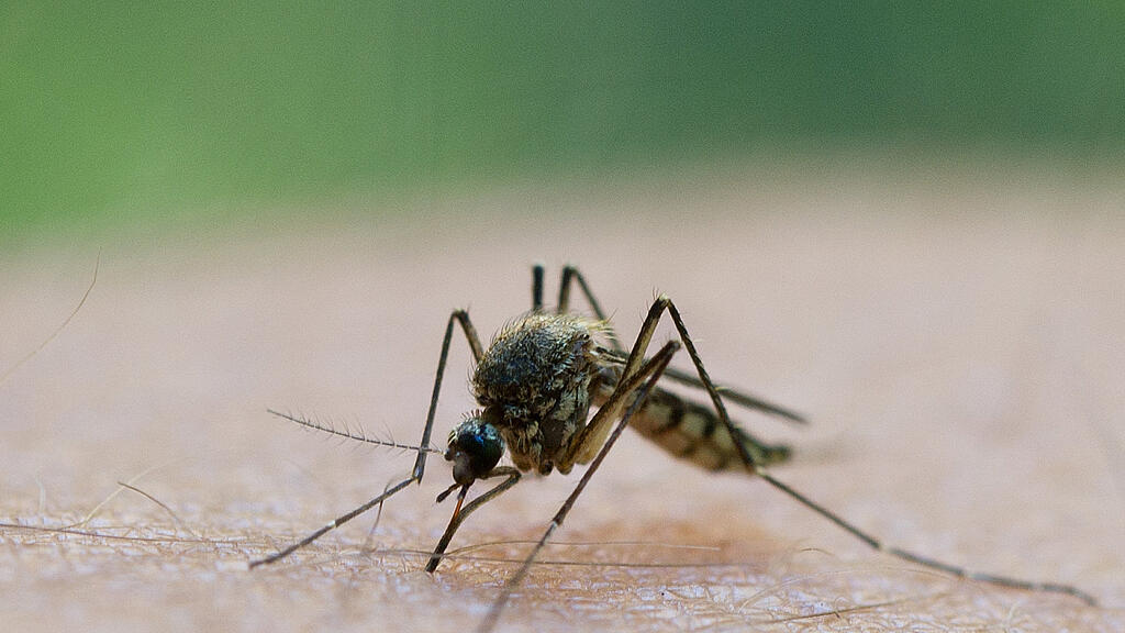 Mit den warmen Temperaturen kommen auch die Stechmücken vermehrt zurück.