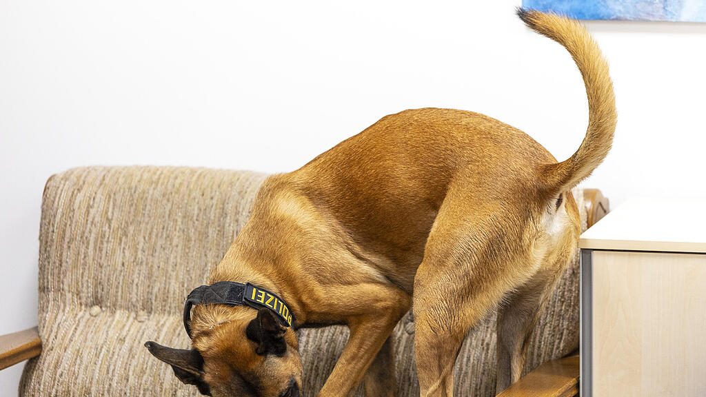 Datenspürhunde
