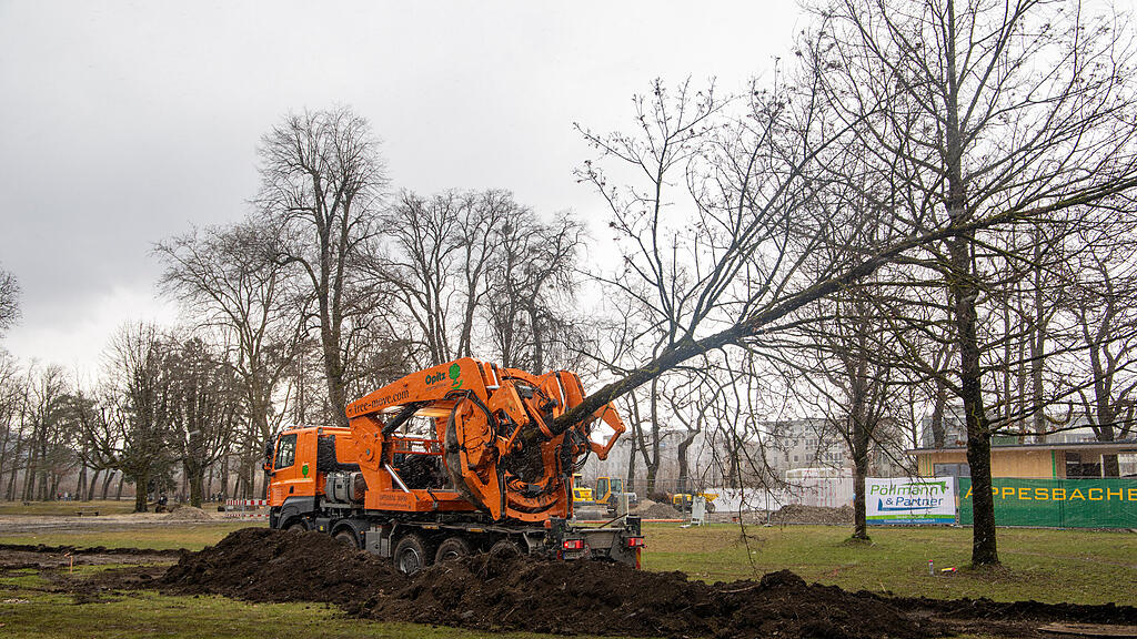 Baumverpflanzung im Volksgarten