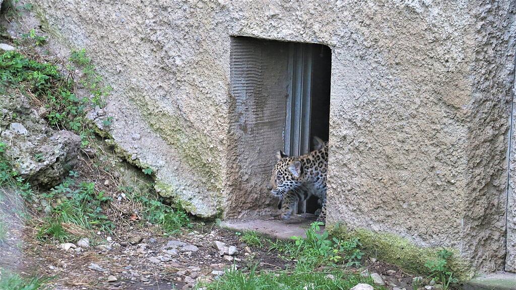 Jaguarnachwuchs