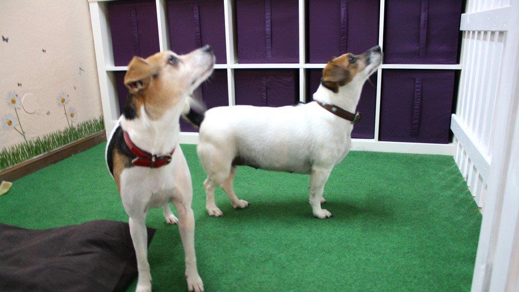 Die Hundefriseurin und ihr "Felldorado"