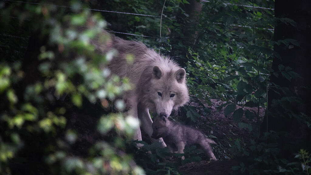 Polarwölfe, Nachwuchs, Zoo Salzburg
