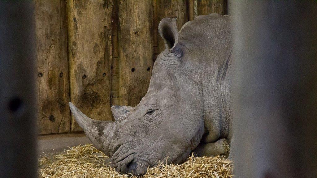 Frühlingserwachen im Salzburger Zoo
