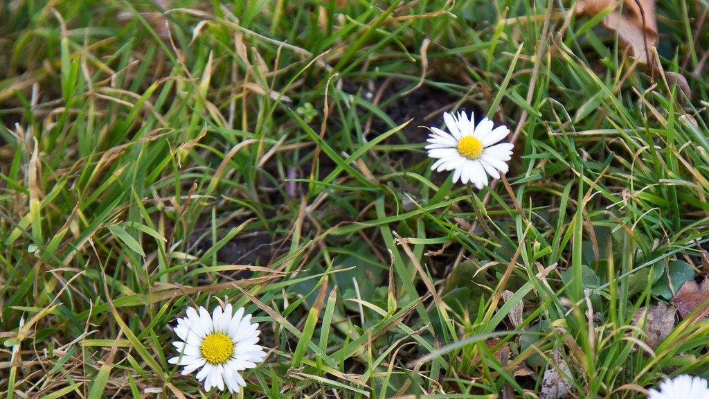 Frühling in Salzburg