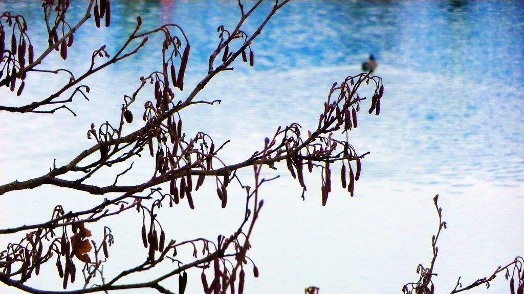 Frühlingserwachen II