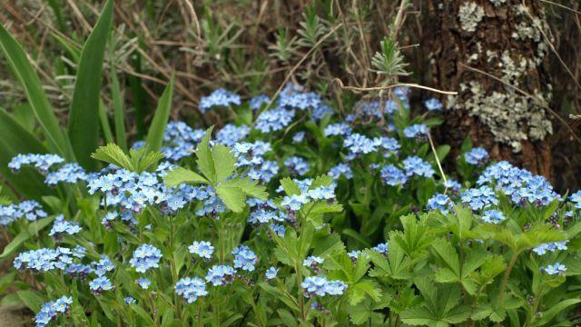 Frühling in Oberösterreich