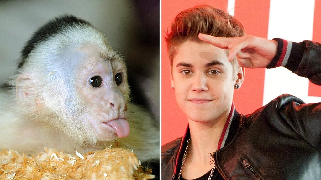 Die Wahl zwischen Bieber und drei Affendamen dürfte nicht schwer fallen...