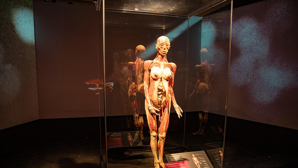 Ausstellung Körperwelten Salzburg I