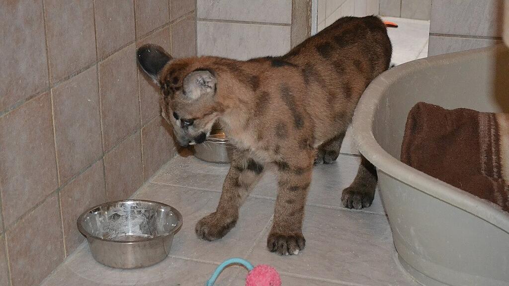 Puma-Welpe in Wohnung gehalten
