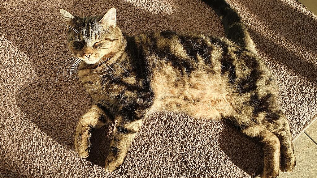 Kater Sammy