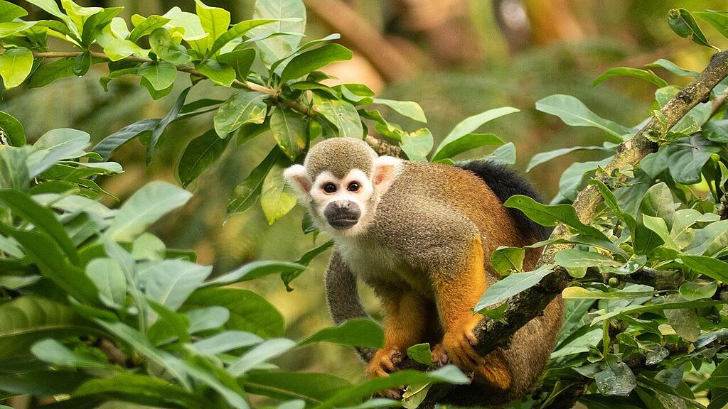 squirrel-monkey-4626351_1280.jpg