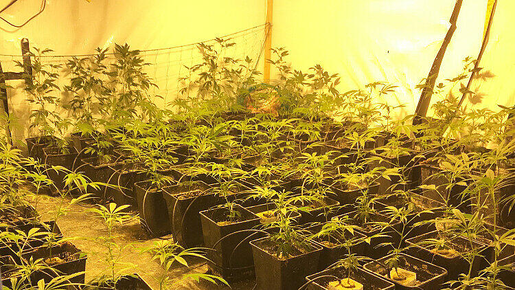 Cannabis Mistelbach