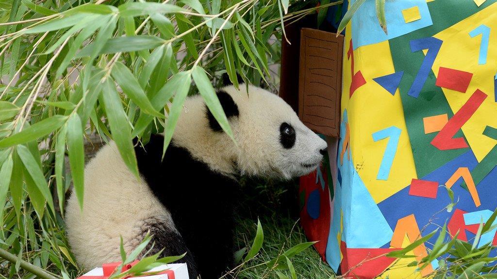 Fu Bao feiert