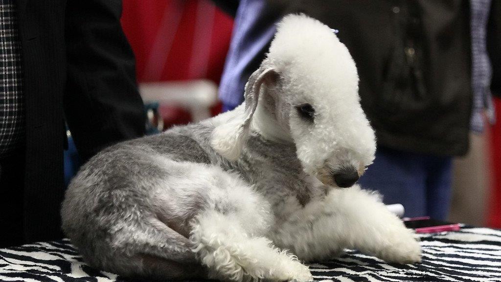 Festival der Hunde im Messezentrum Salzburg